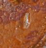 Eristalinae inconnu